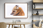 Pixalot Red Fox