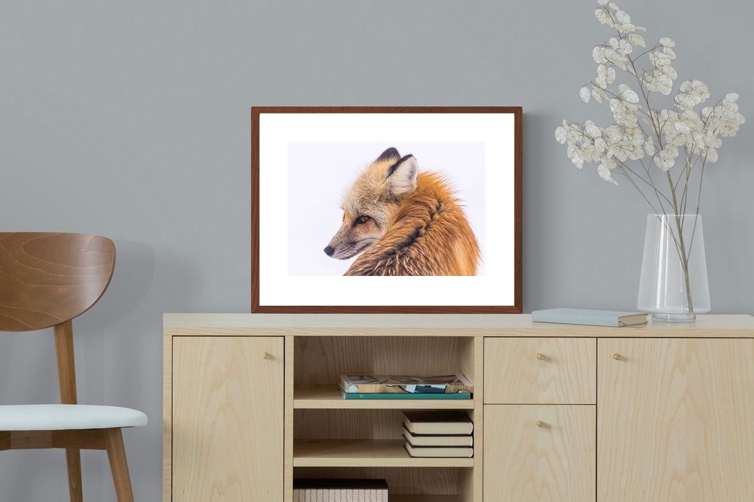 Pixalot Red Fox