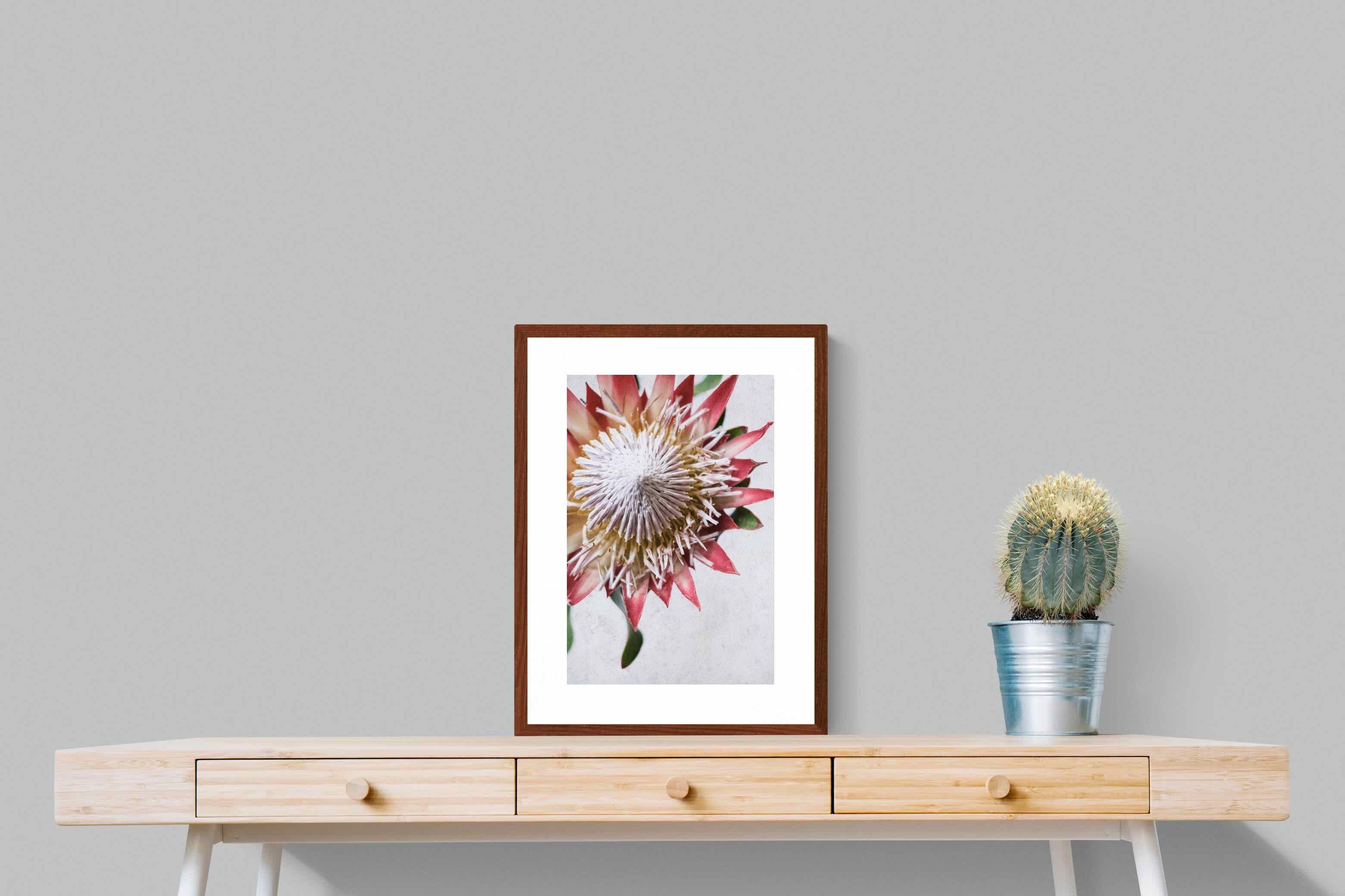 Pixalot Red King Protea