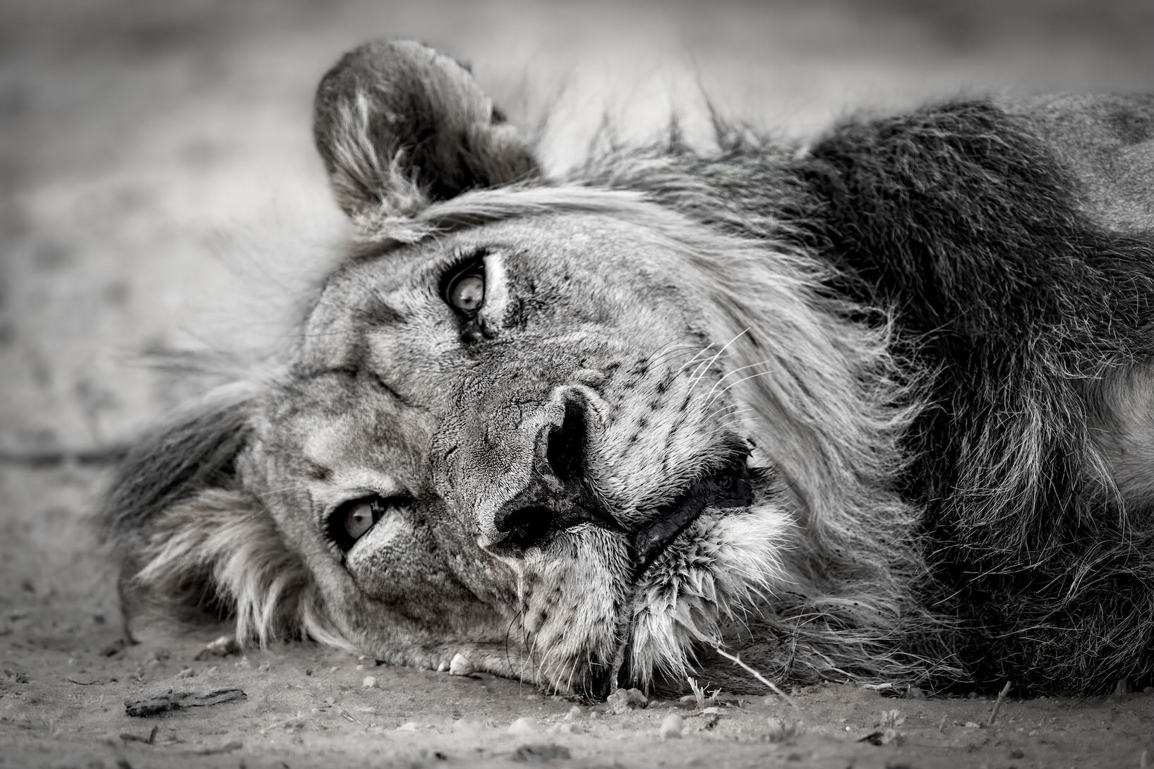 Resting Lion-Wall_Art-Pixalot