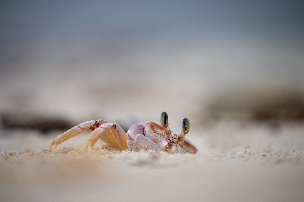 Sand Crab