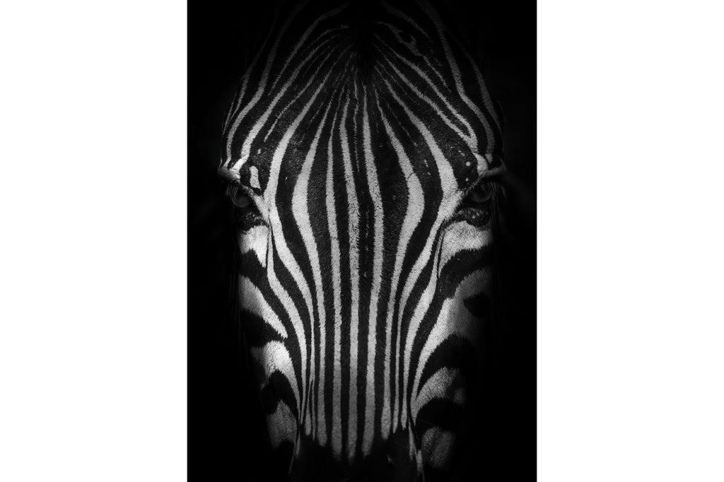 Silent Stripes
