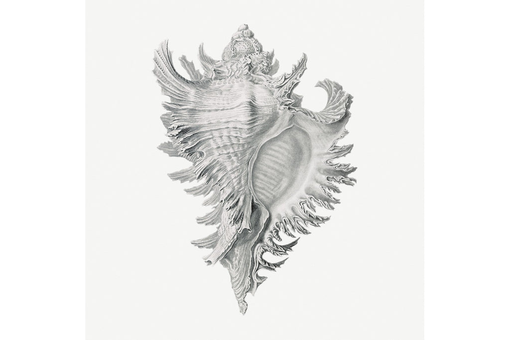 Spiny Conch Shell