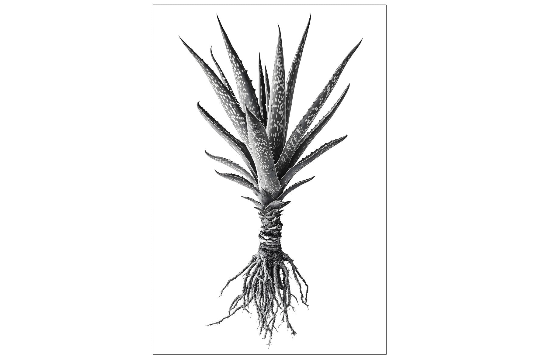 Spotted Aloe