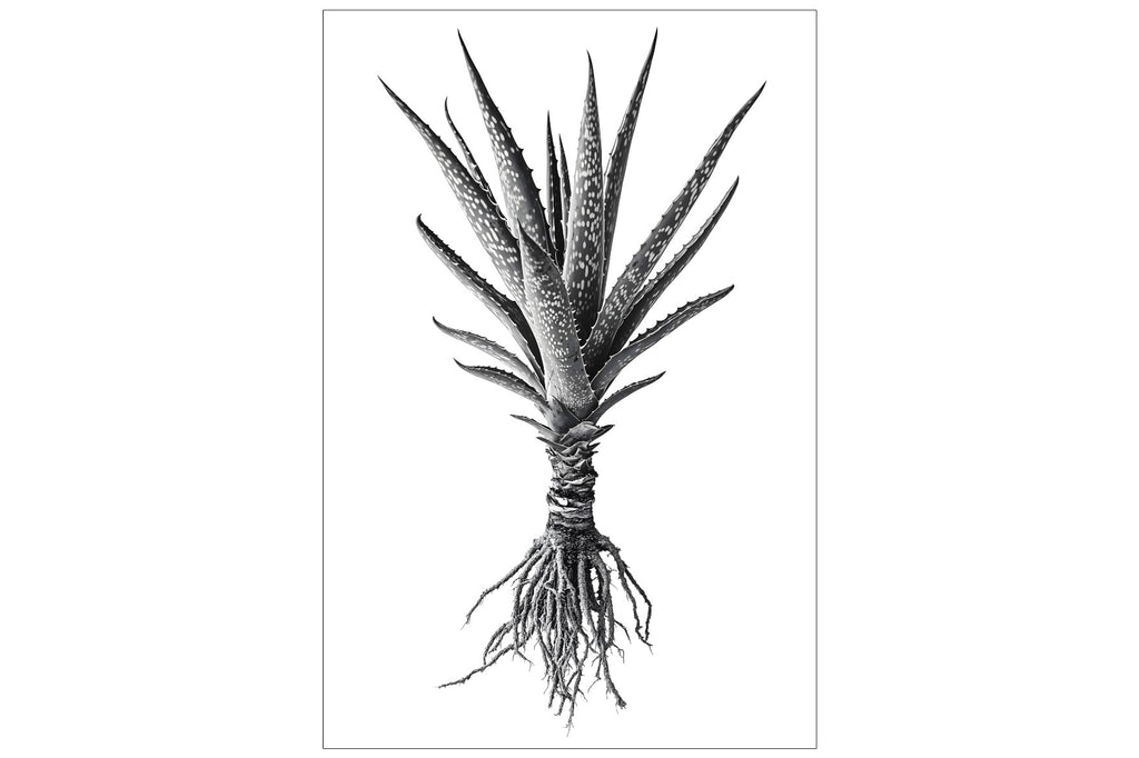 Spotted Aloe