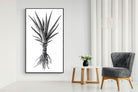 Pixalot Spotted Aloe