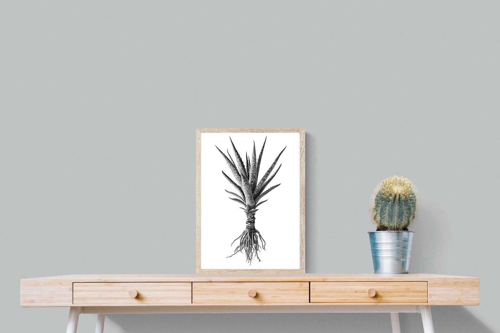 Pixalot Spotted Aloe