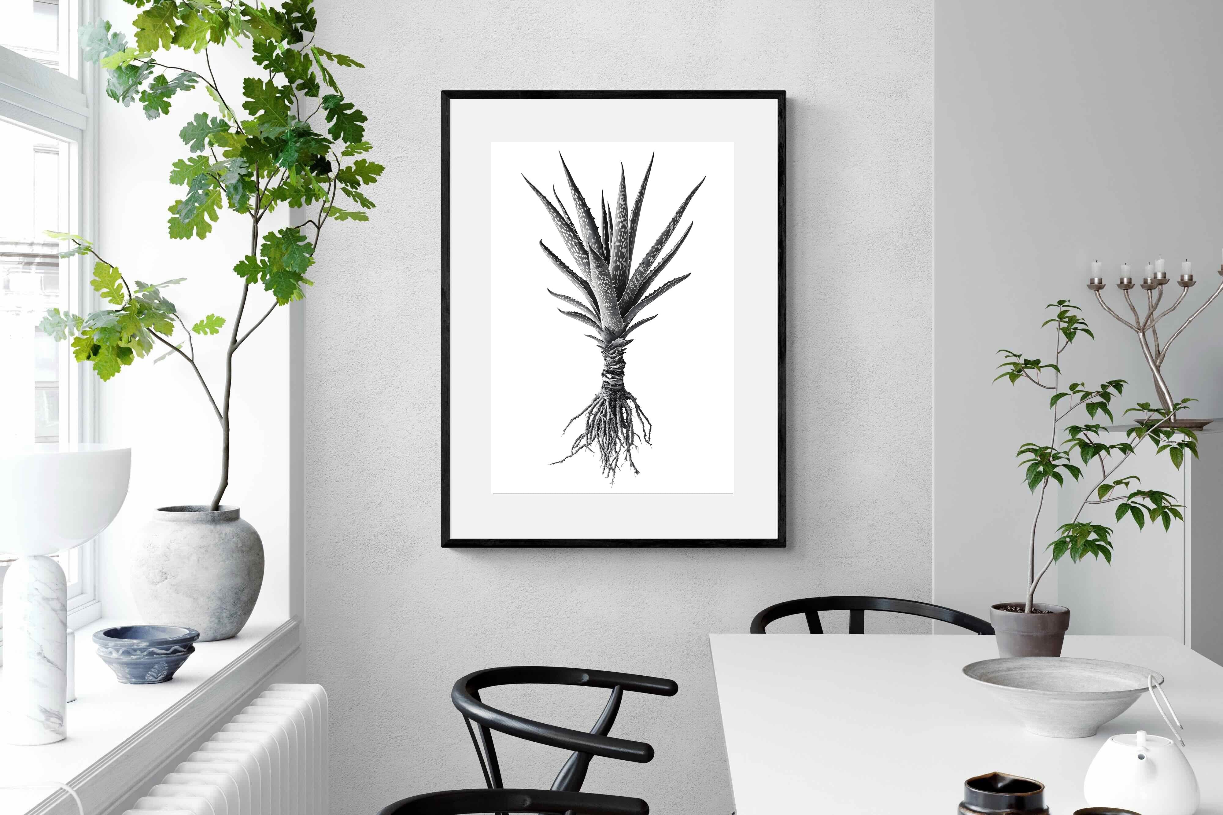 Pixalot Spotted Aloe