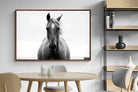 Pixalot ® Stallion
