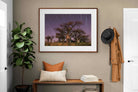 Pixalot ® Starry Sky Baobab