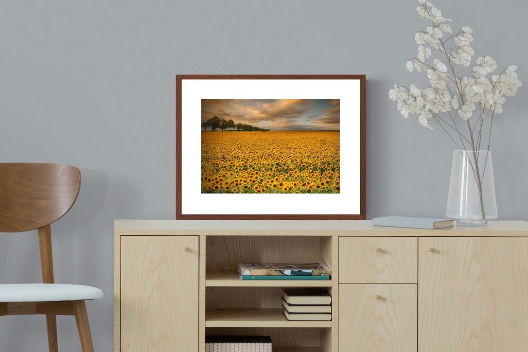 Pixalot ® Sunflower Field