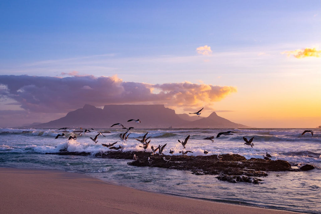 Table Mountain Gulls