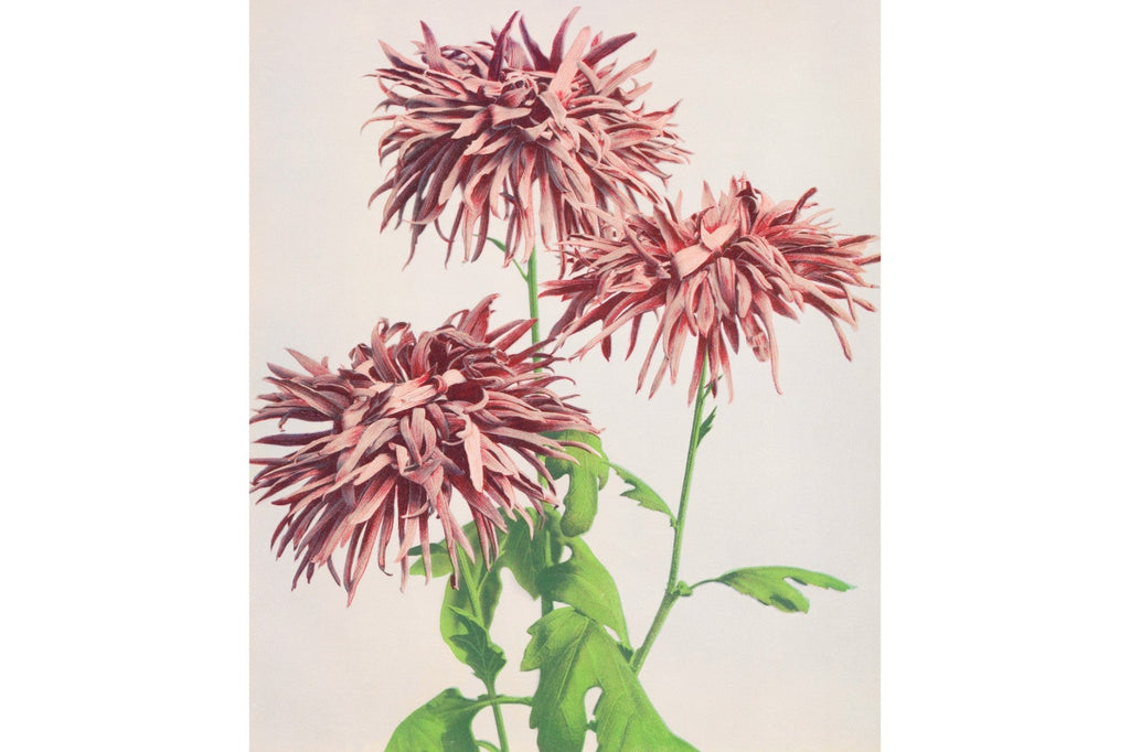 Three Pink Chrysanthemums-Wall_Art-Pixalot