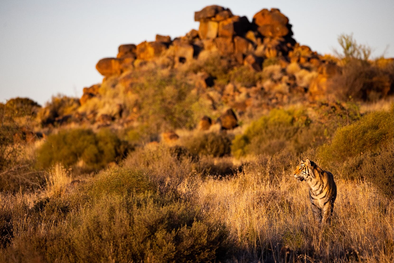 Tiger Landscape-Wall_Art-Pixalot