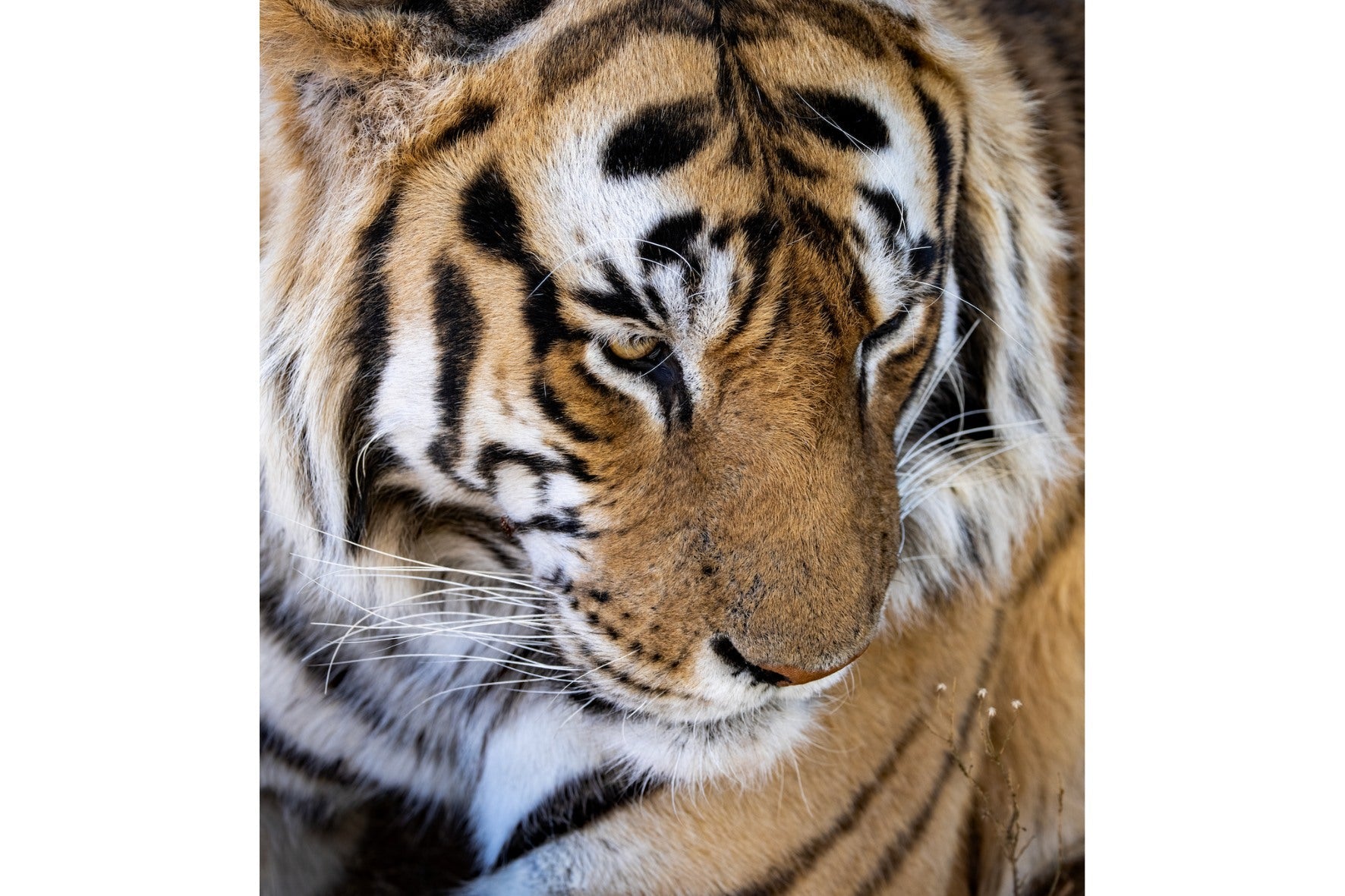 Tiger Portrait-Wall_Art-Pixalot