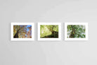 Tree Set-Wall_Art-80 x 60cm (x3)-Framed Print-White-Pixalot