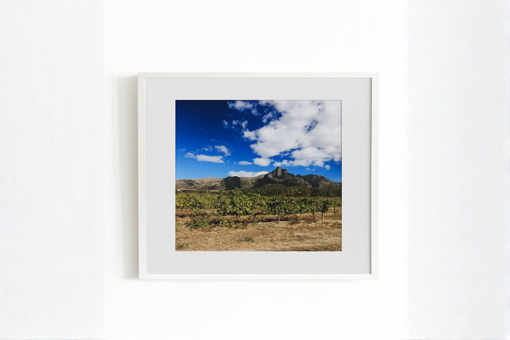 Vineyards  | SALE