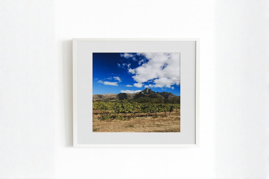 Vineyards  | SALE