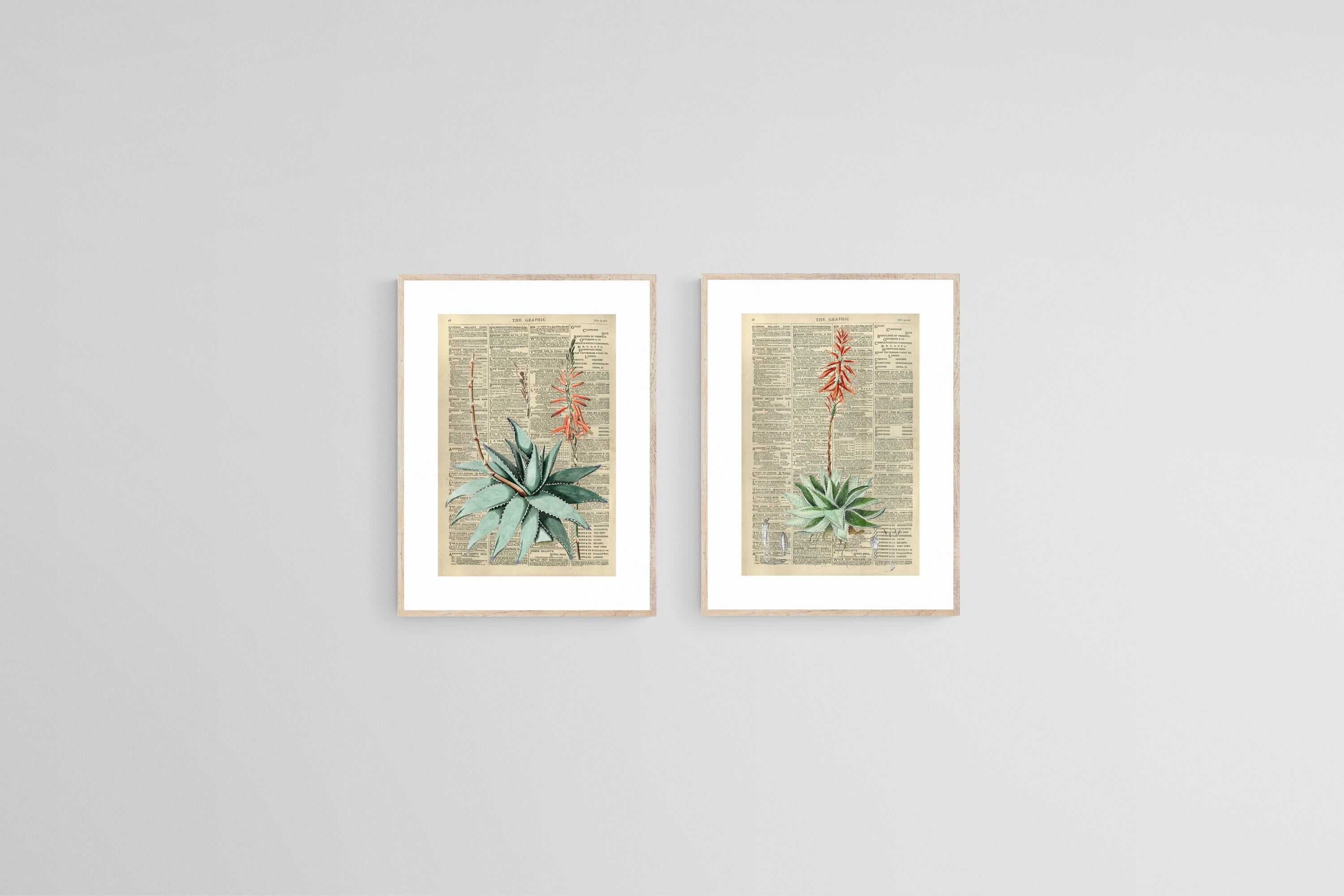 Vintage Press Aloe Set-Wall_Art-45 x 60cm (x2)-Framed Print-Wood-Pixalot