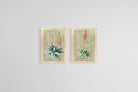 Vintage Press Aloe Set-Wall_Art-45 x 60cm (x2)-Mounted Canvas-No Frame-Pixalot