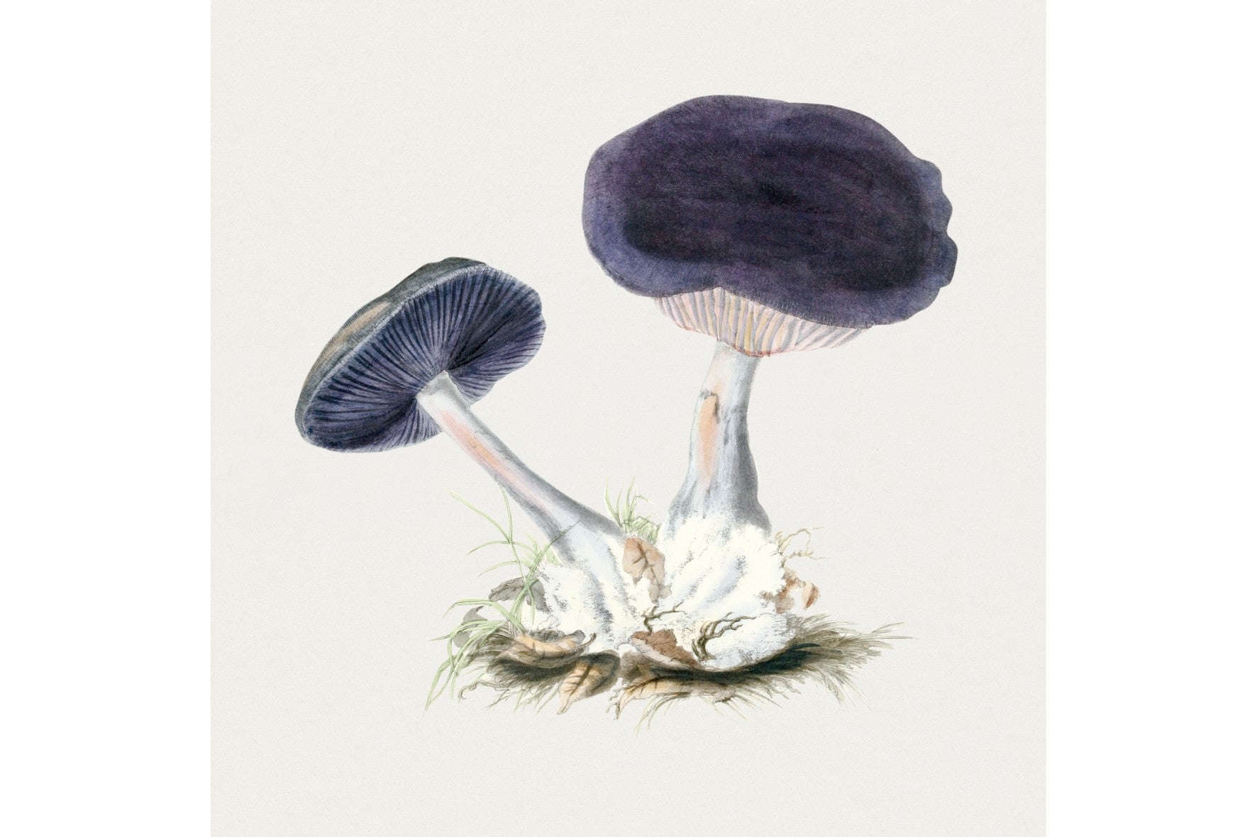 Violet Webcap Mushroom