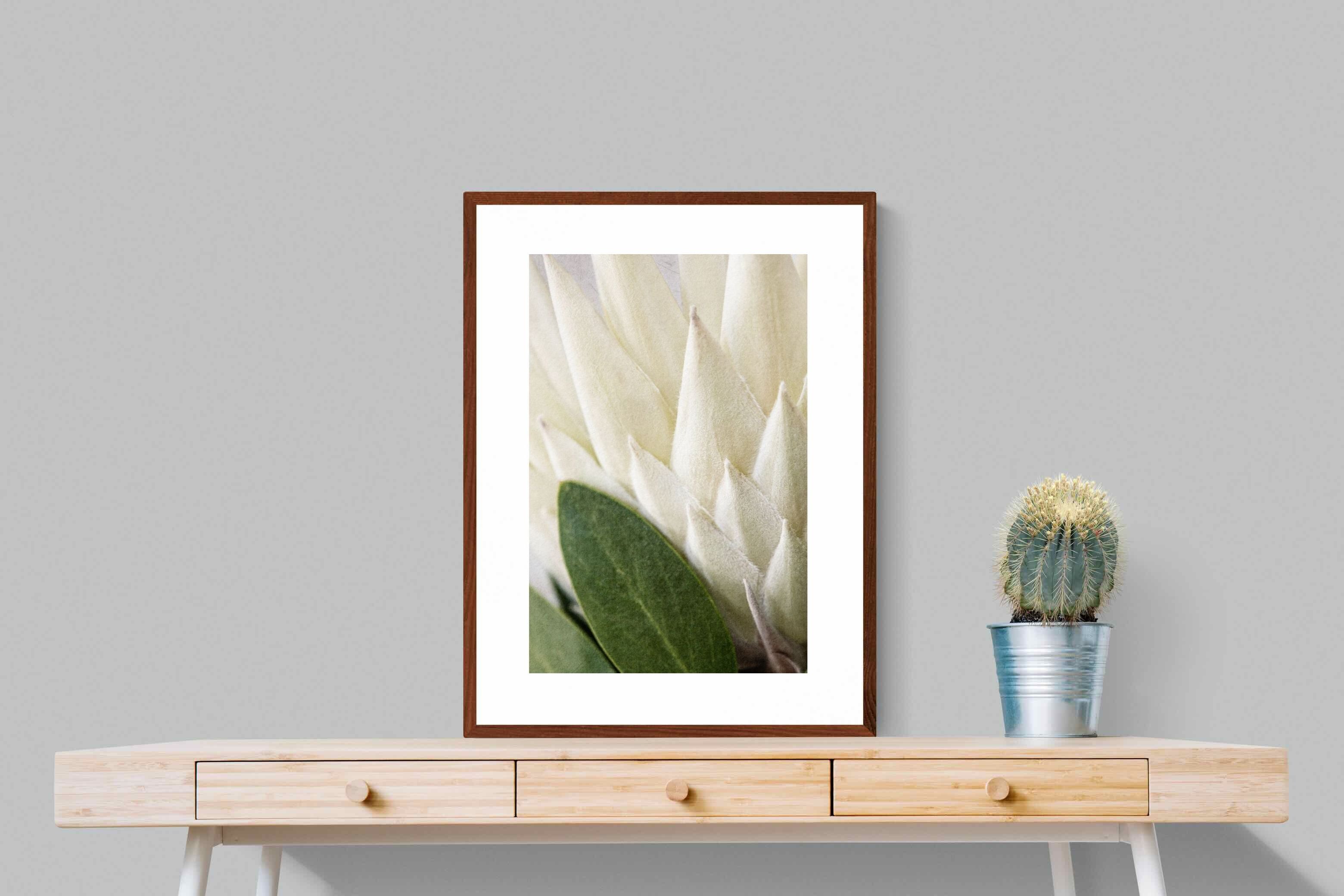 Pixalot White King Protea Closeup