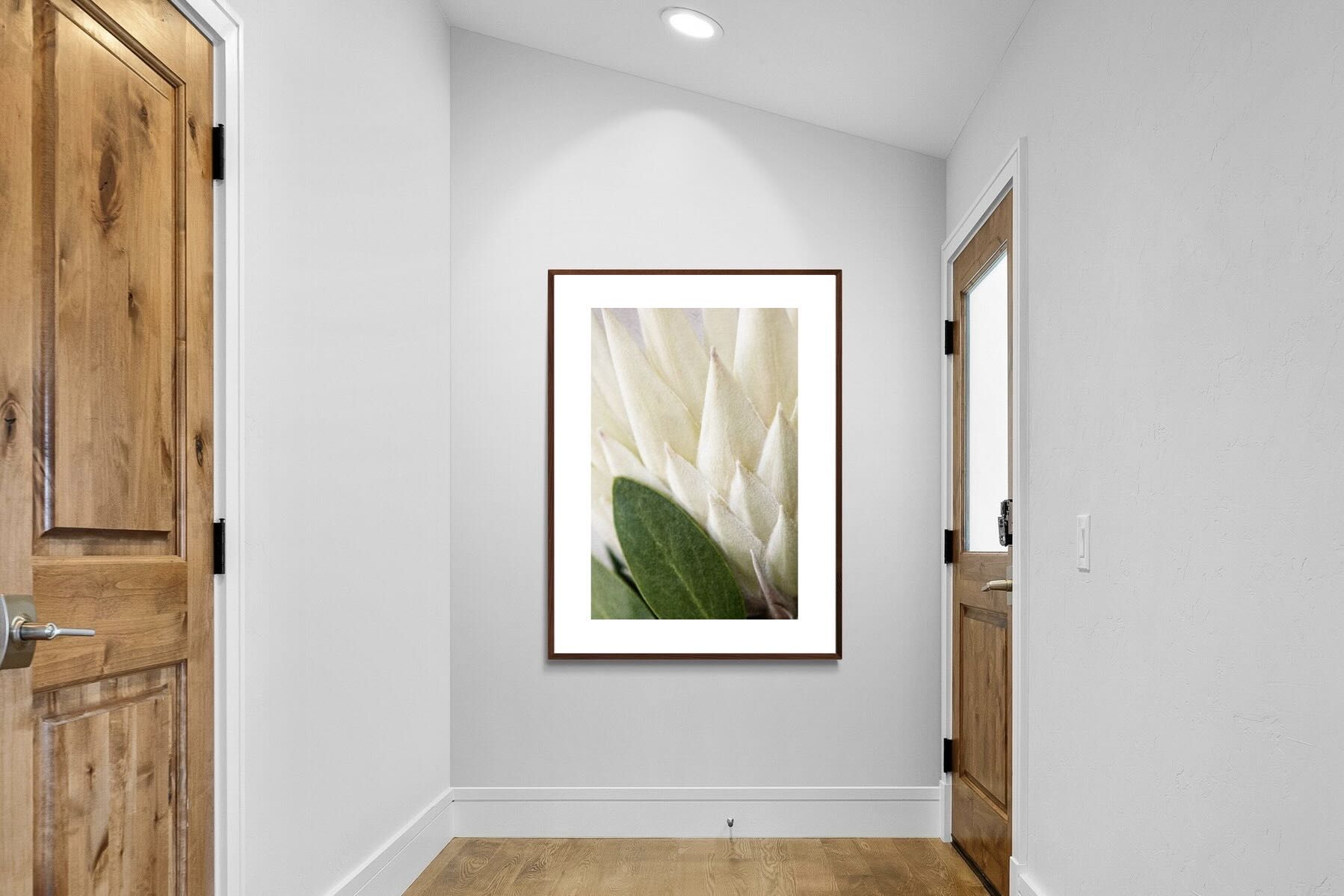 Pixalot White King Protea Closeup