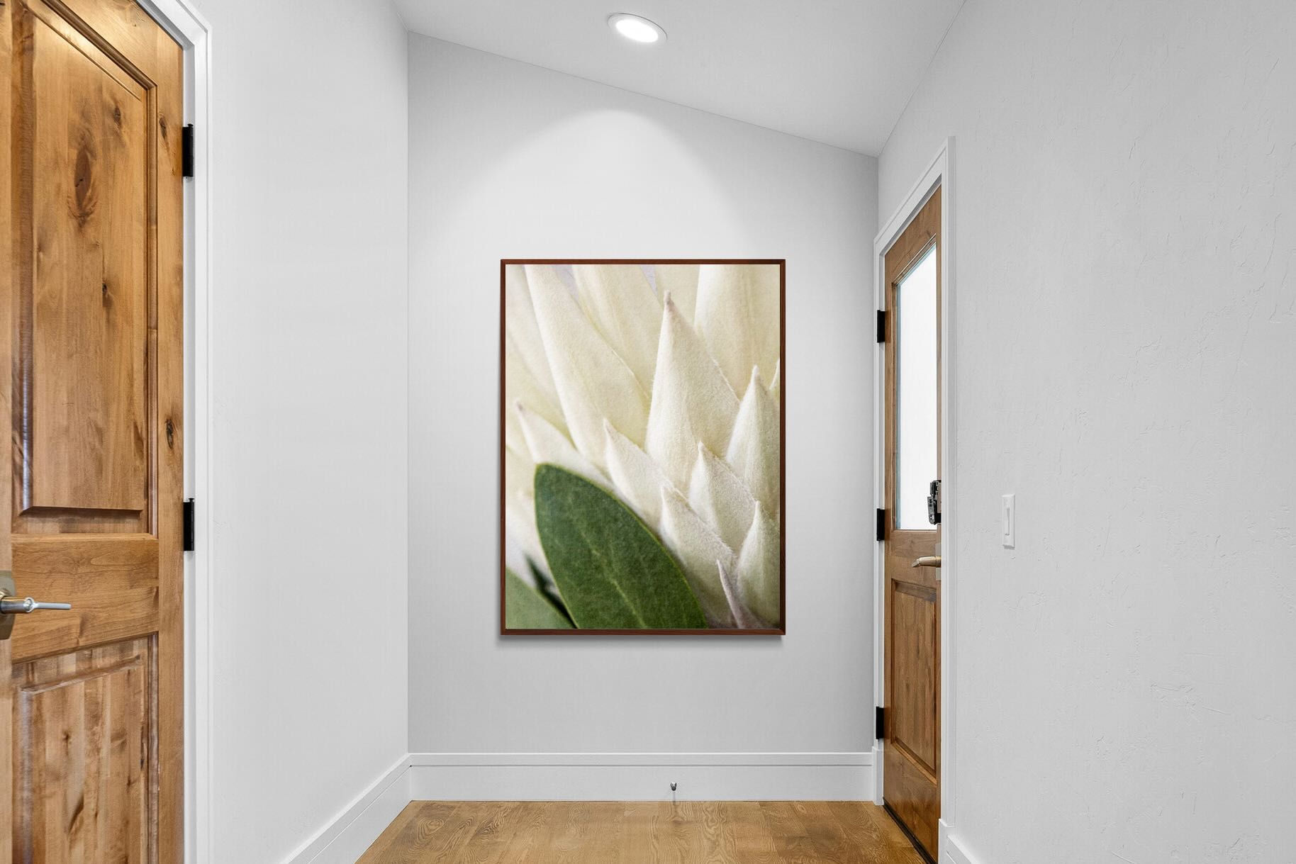 Pixalot White King Protea Closeup