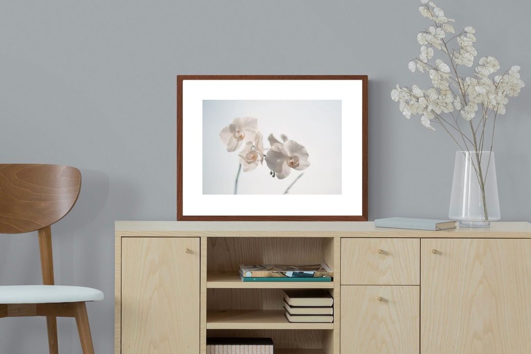 Pixalot ® White Moth Orchid