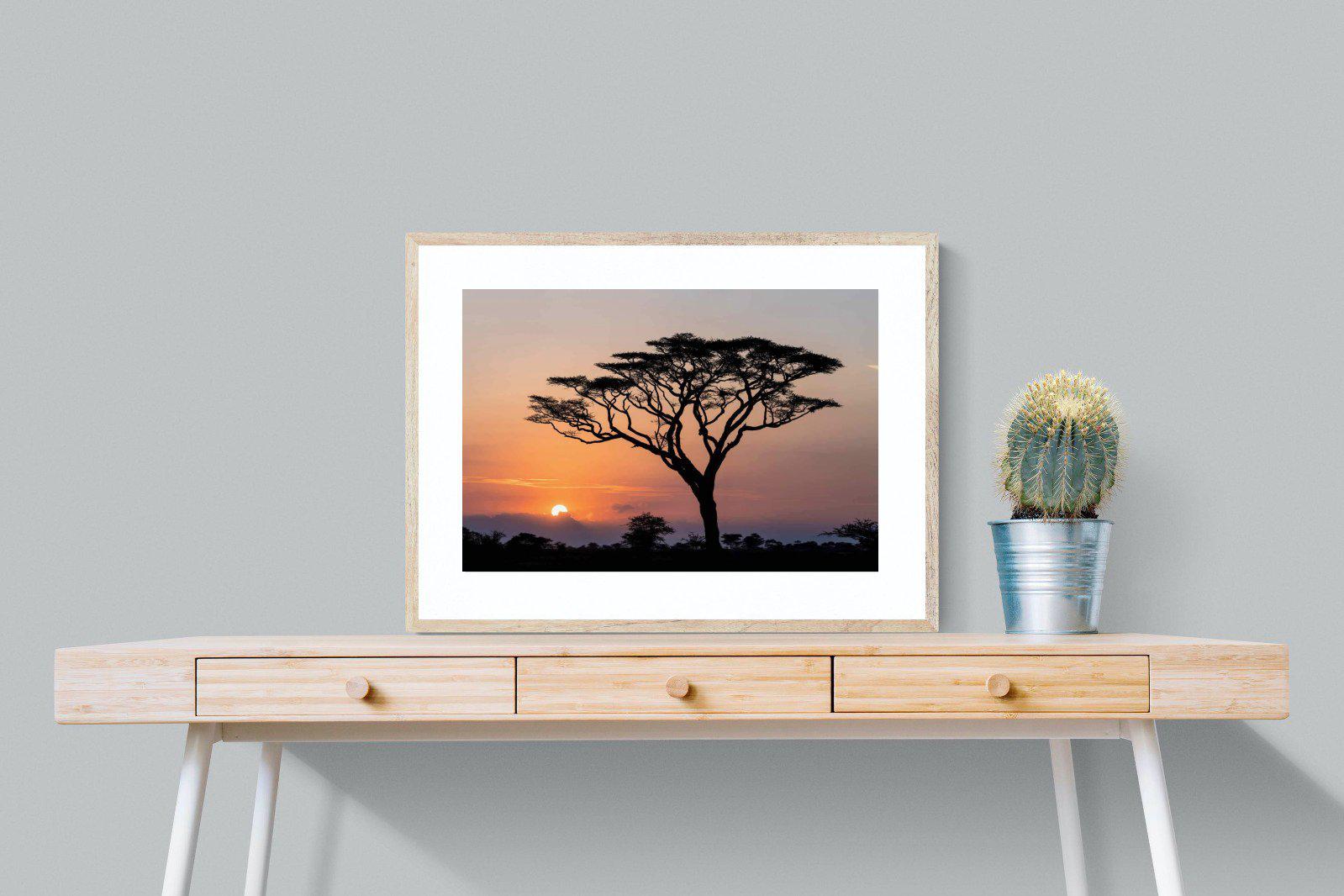 Acacia Sunset-Wall_Art-80 x 60cm-Framed Print-Wood-Pixalot