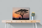 Acacia Sunset-Wall_Art-80 x 60cm-Mounted Canvas-No Frame-Pixalot