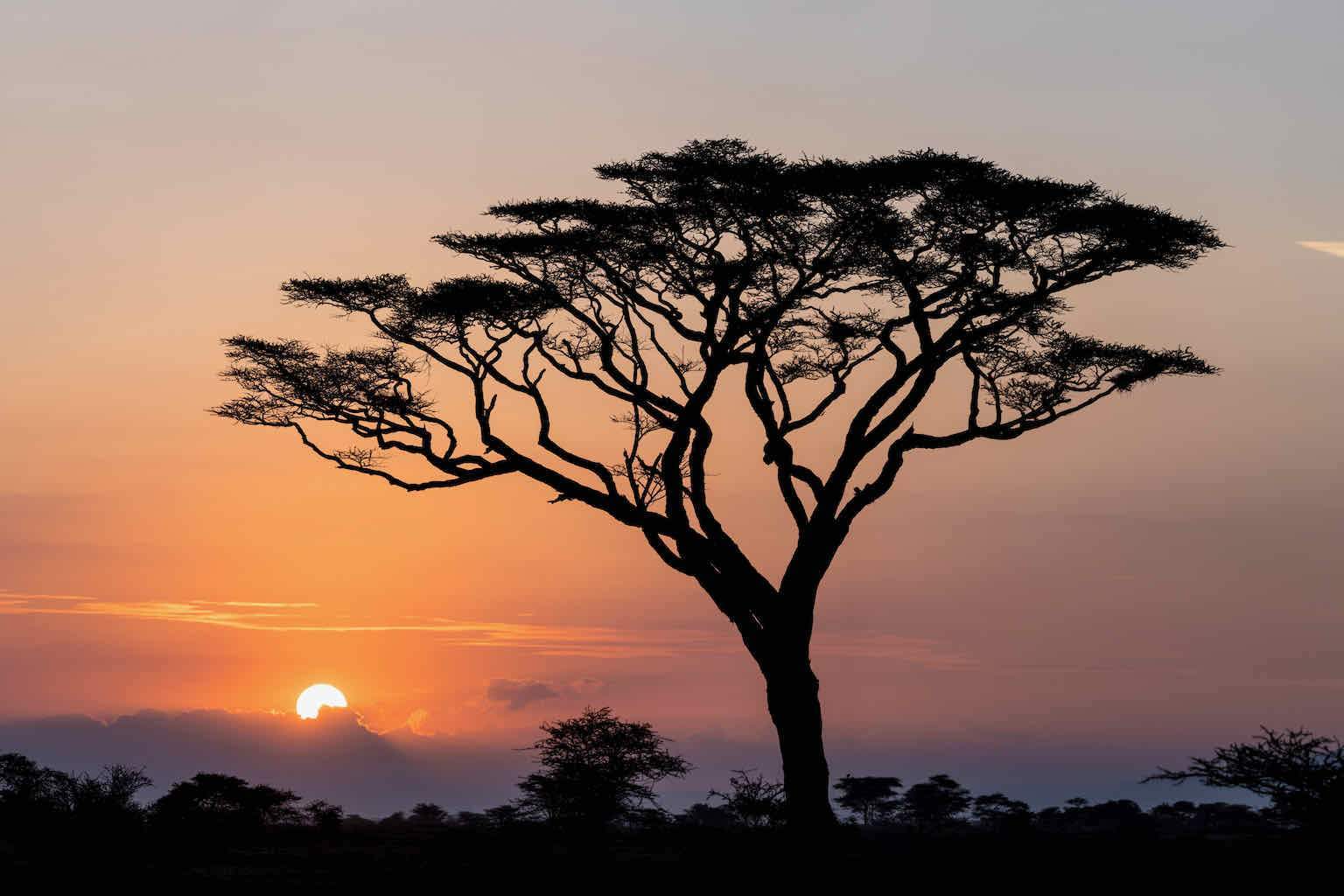 Acacia Sunset-Wall_Art-Pixalot