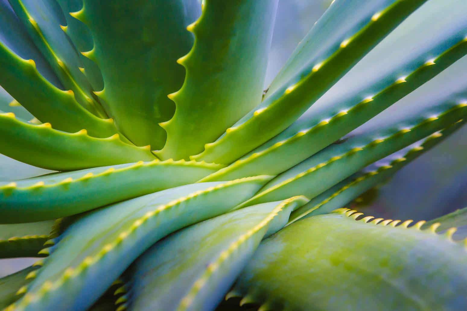 Aloe Vera-Wall_Art-Pixalot