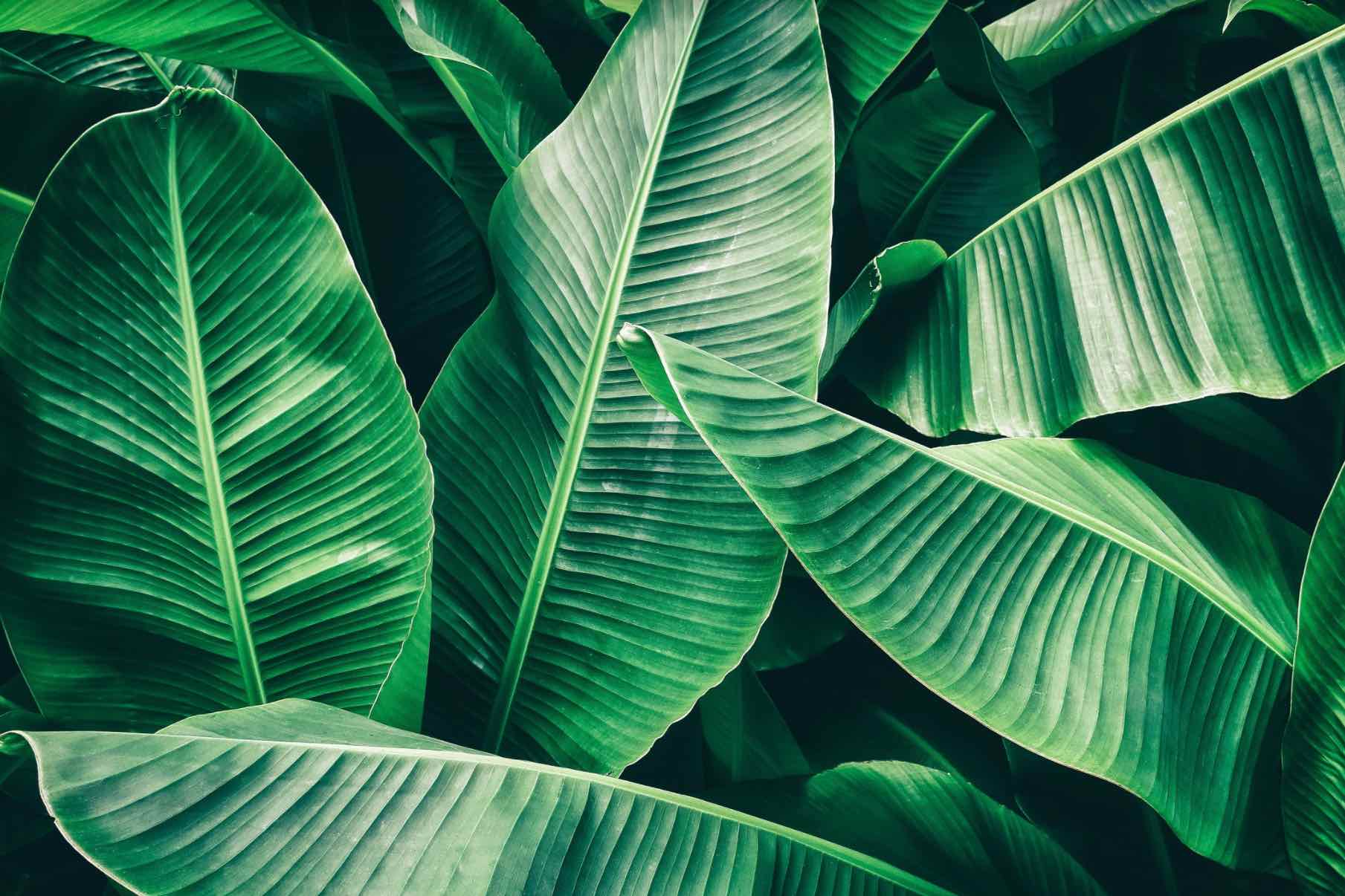 Banana Leaves-Wall_Art-Pixalot