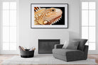 Bearded Dragon-Wall_Art-150 x 100cm-Framed Print-Black-Pixalot