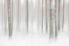 Birch Forest-Wall_Art-Pixalot