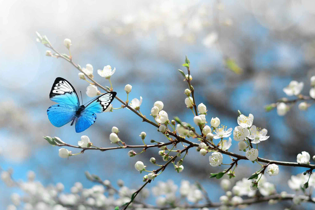 Blue Flutter-Wall_Art-Pixalot