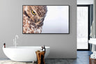 Burrowing Owl-Wall_Art-180 x 110cm-Mounted Canvas-Black-Pixalot