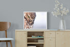 Burrowing Owl-Wall_Art-60 x 45cm-Mounted Canvas-White-Pixalot