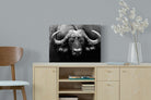 Cape Buffalo-Wall_Art-60 x 45cm-Mounted Canvas-No Frame-Pixalot