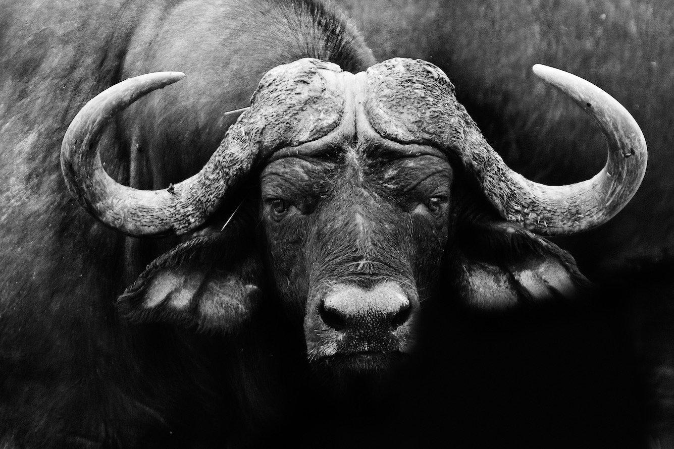 Cape Buffalo-Wall_Art-Pixalot