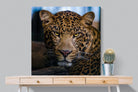 Contempt-Wall_Art-100 x 100cm-Mounted Canvas-No Frame-Pixalot