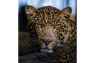 Contempt-Wall_Art-Pixalot