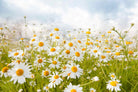 Daisies-Wall_Art-Pixalot