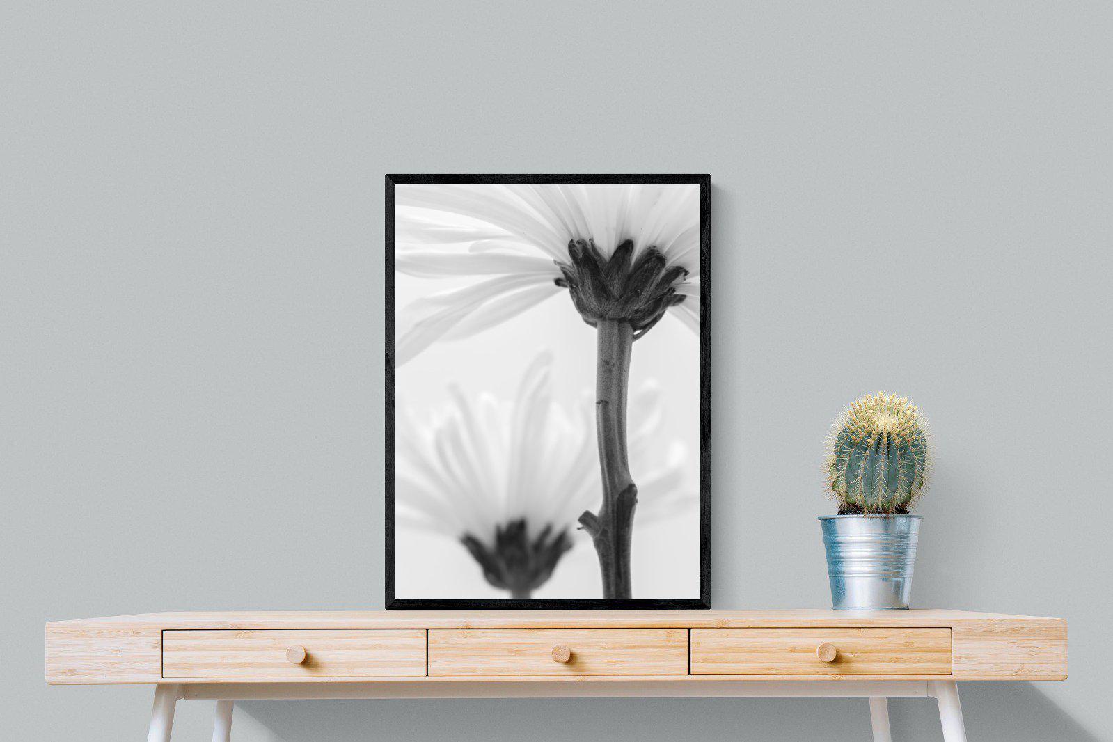 Daisy Stem-Wall_Art-60 x 80cm-Mounted Canvas-Black-Pixalot