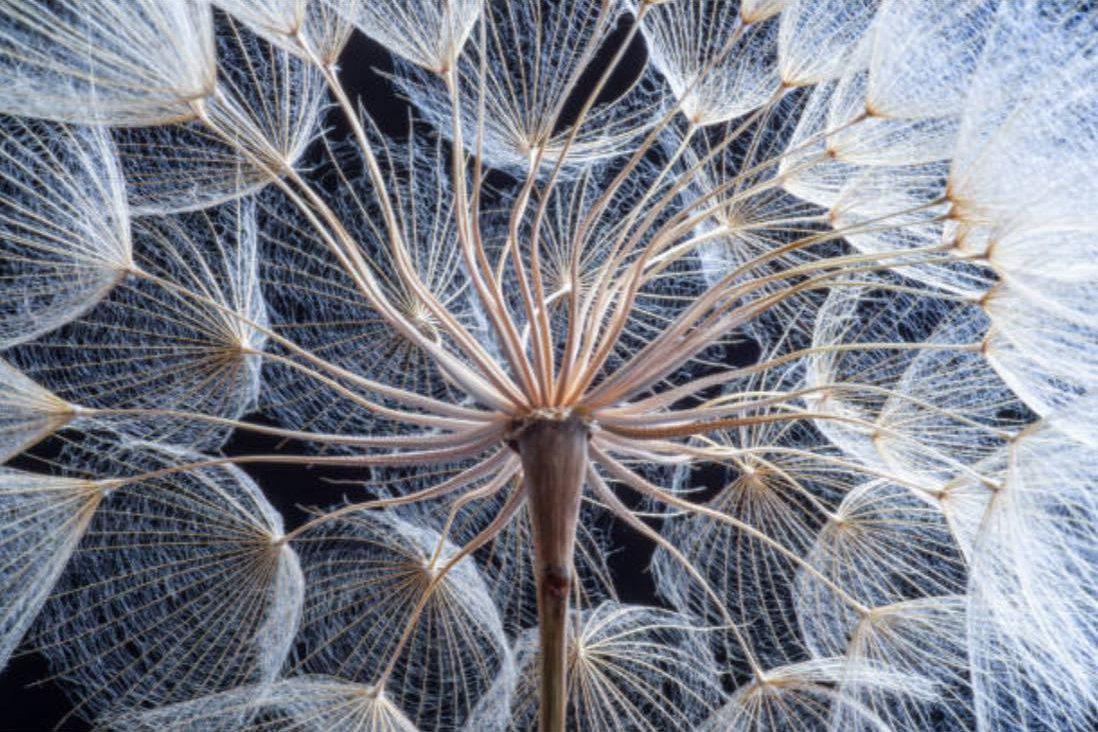 Dandelion Close Up-Wall_Art-Pixalot