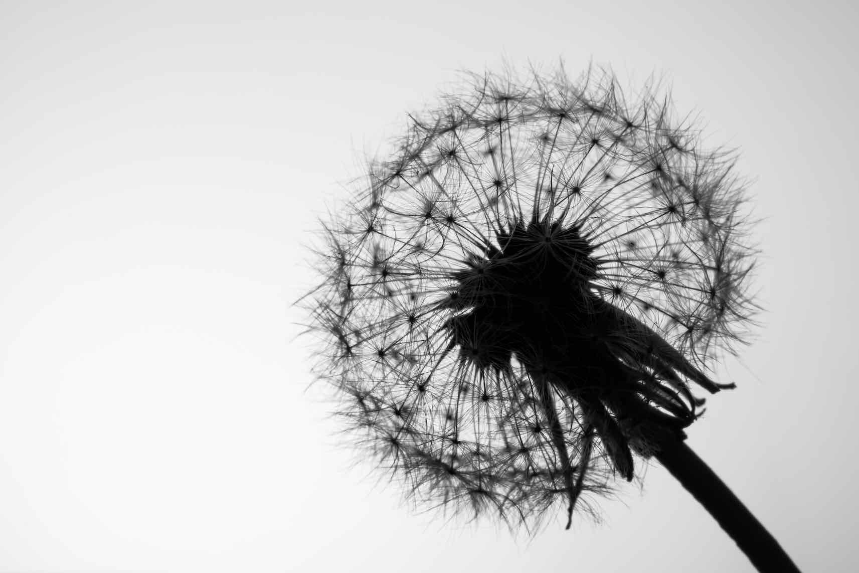 Dandelion-Wall_Art-Pixalot