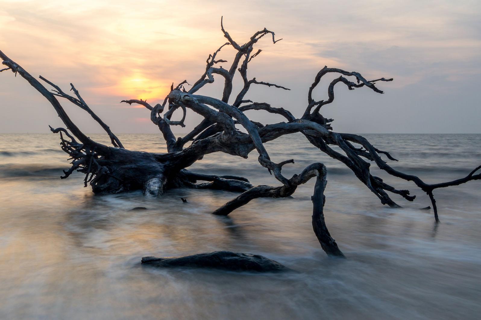 Driftwood Sunrise-Wall_Art-Pixalot