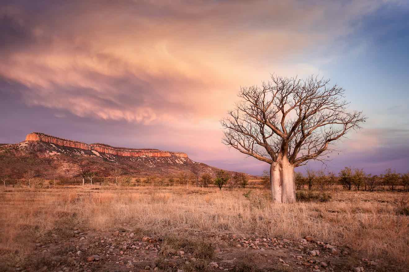 Dusky Baobab-Wall_Art-Pixalot