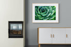 Echeveria Elegans-Wall_Art-100 x 75cm-Framed Print-Wood-Pixalot